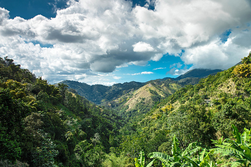 The exotic forests of Kingston are ripe with family adventure tours and the many fruits of Jamaica